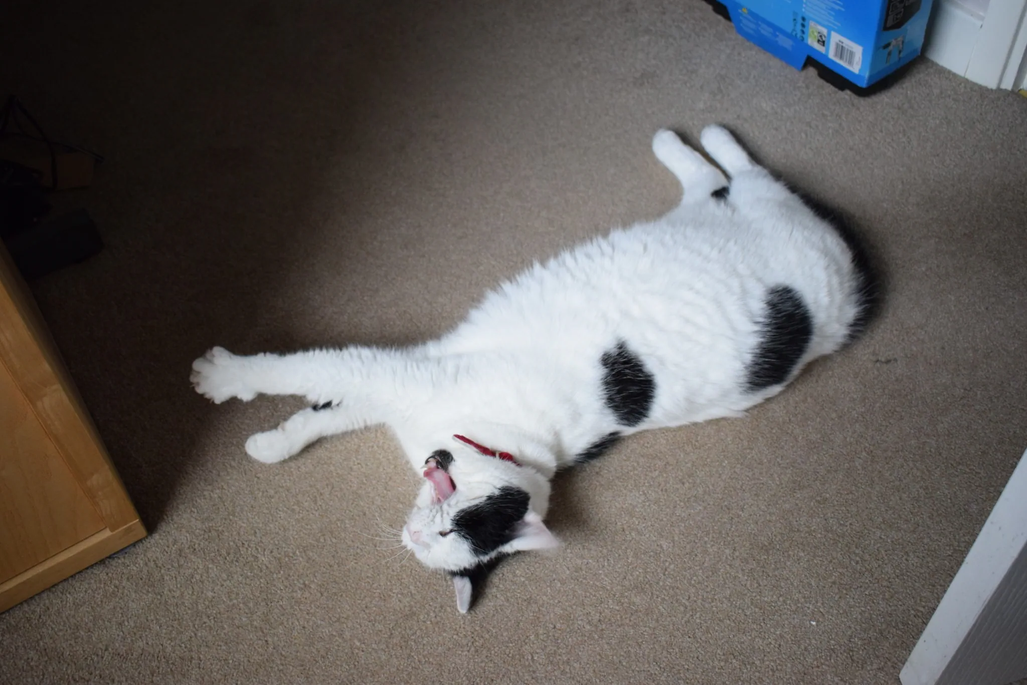 I30 marshall waiting patiently for dinner in office 30 sept 2017 (1)